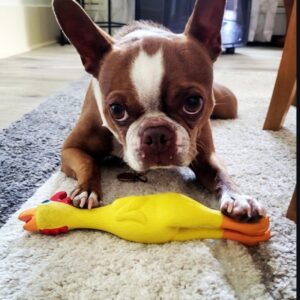 MALE/ KESLEY