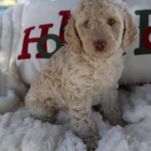 MALE / RYNE